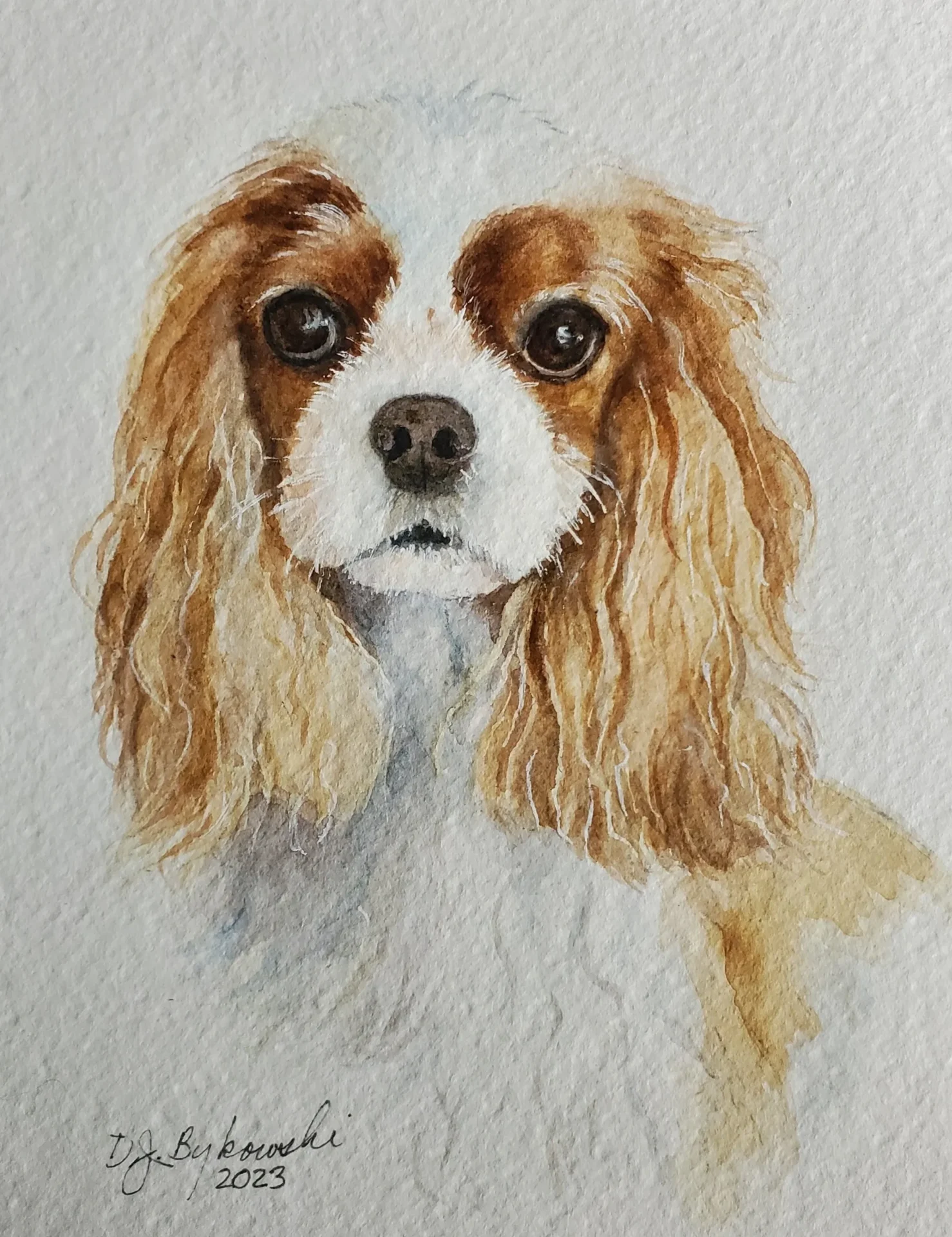 Izzy - Camp Verde, Arizona